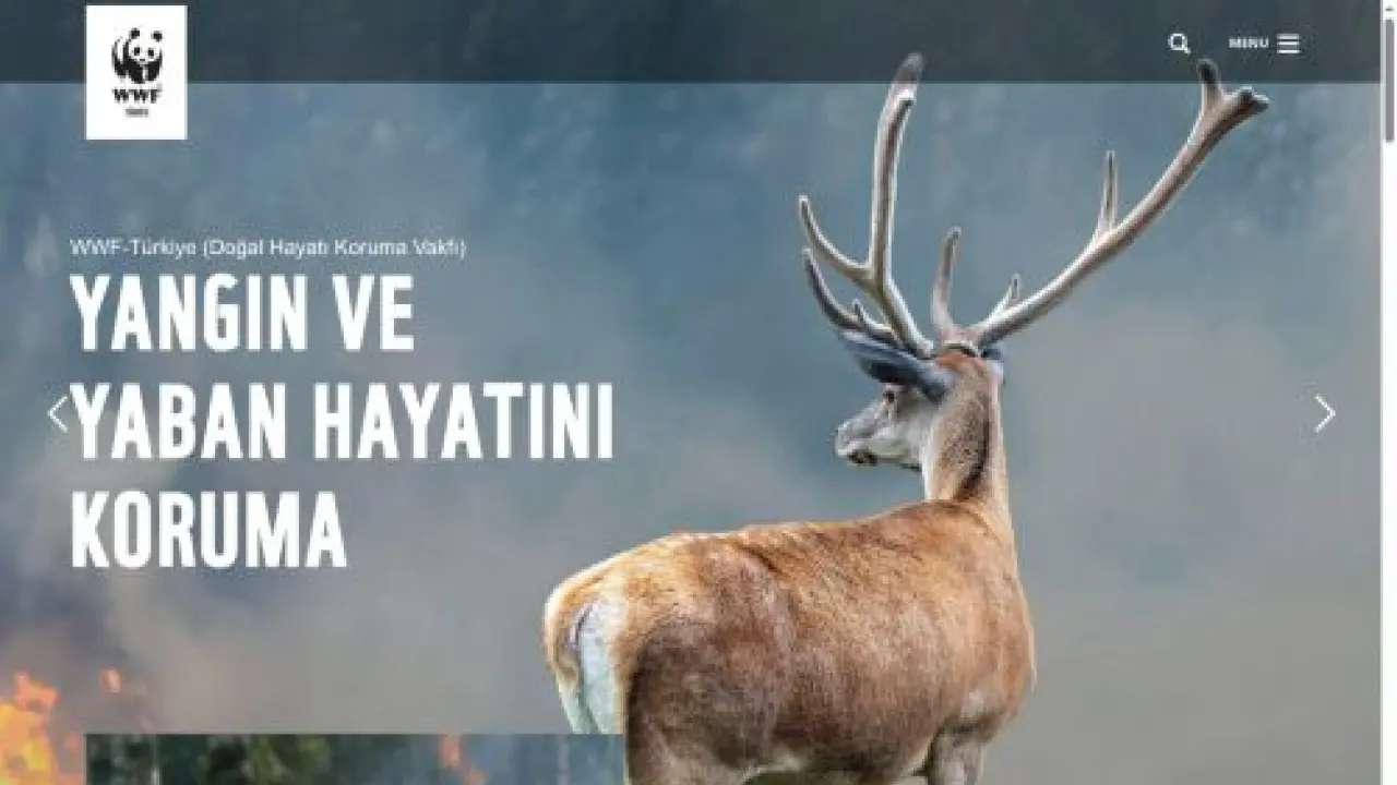 Orman Yangınlarında Yaban Hayvanlarına İlk Yardım